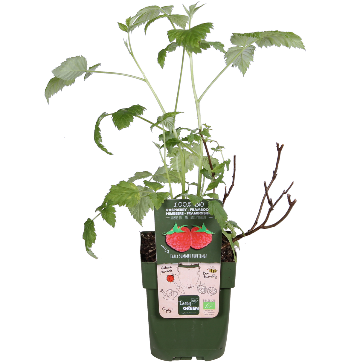 Rubus idaeus 'Malling Promise' - Framboos - ↕45cm - Ø13cm