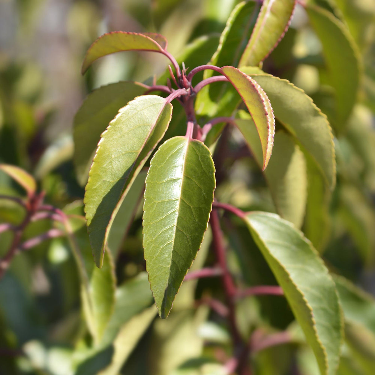 Green boutiQ - Haagplanten - Prunus lusitanica Angustifolia - blad groen - 6 planten - 1 strekkende meter - groenblijvend - pot 17cm hoogte 50cm