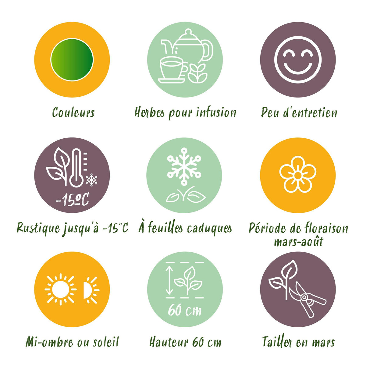 Borderpakket - Thee kruiden - 24 Vaste planten - 3 m2 - Diversen kleuren - Weinig Onderhoud - Pot 11cm