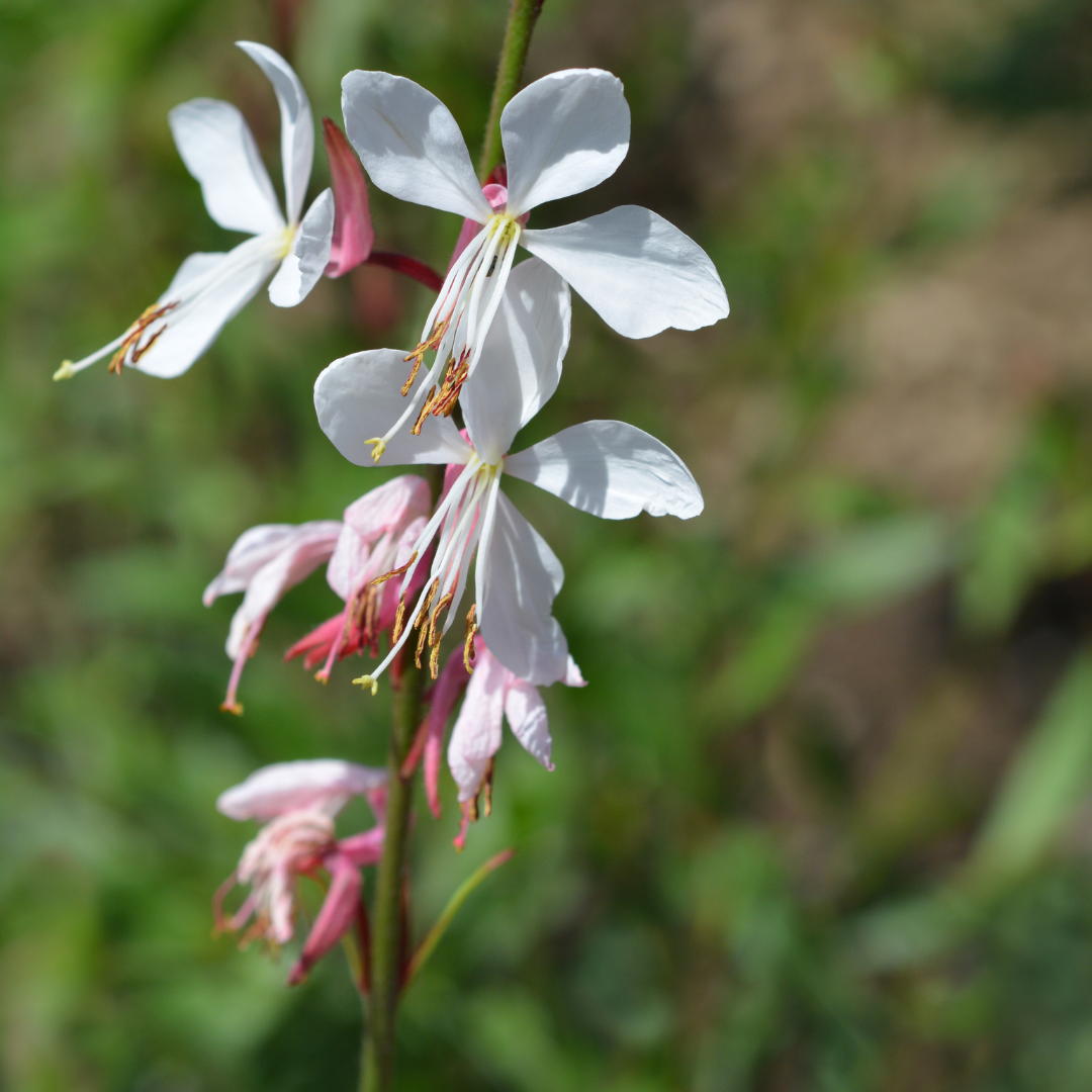 12x Gaura lindheimeri - ↕10-25cm - Ø9cm