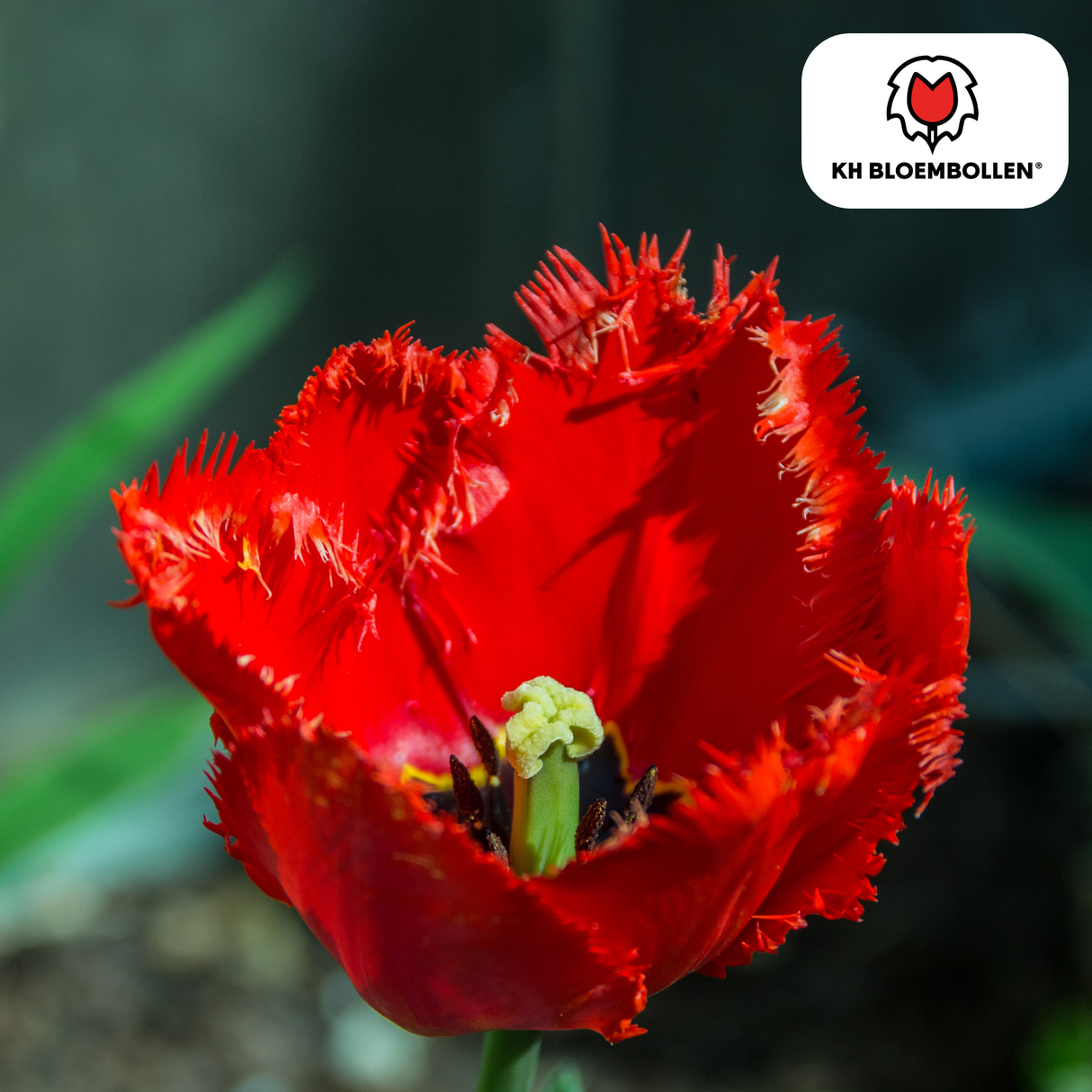 Tulpenzwiebeln Masterpeace – 20 Stück | KH Bloembollen® | Rote Tulpe mit gezacktem Rand – Robust & Einzigartig – Für Garten oder Topf – Größe 11/12 – Frisch vom Züchter