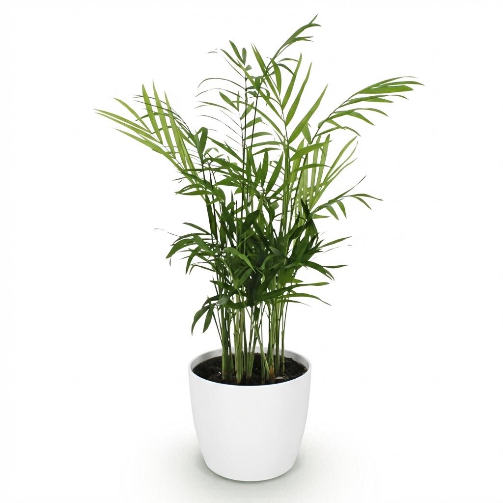 Chamaedorea elegans - Goudpalm - Huisdiervriendelijke Plant - Groen - 1 Plant - met Potter Wit - Pot 12cm - Hoogte 15cm