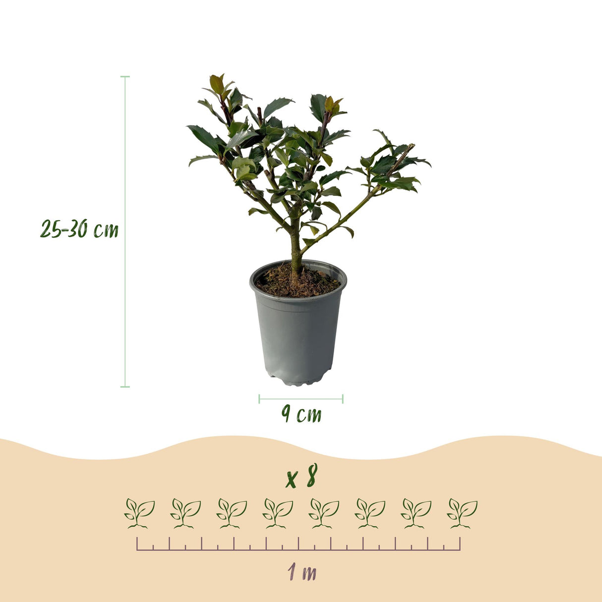 Green boutiQ - Haagplanten - Ilex Blue maid- blad groen - 8 planten - 1 strekkende meter - groenblijvend - pot 9cm hoogte 25-30cm