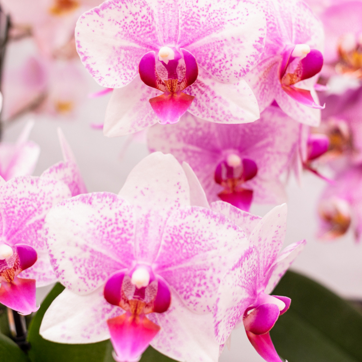 Kolibri Orchids | roze Phalaenopsis orchidee potmaat Ø9cm | Rotterdam | bloeiende kamerplant - vers van de kweker