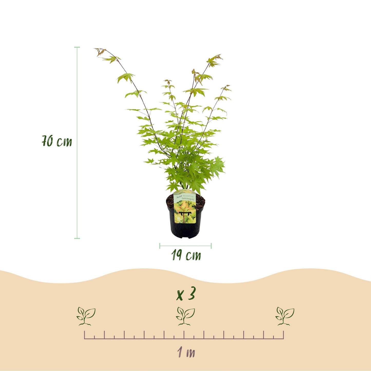 Green boutiQ - Terrasplant - Japanse Esdoorn - Acer palmatum Summergold - Geel - 2 Planten - Bladverliezend - Pot 19cm Hoogte 70cm