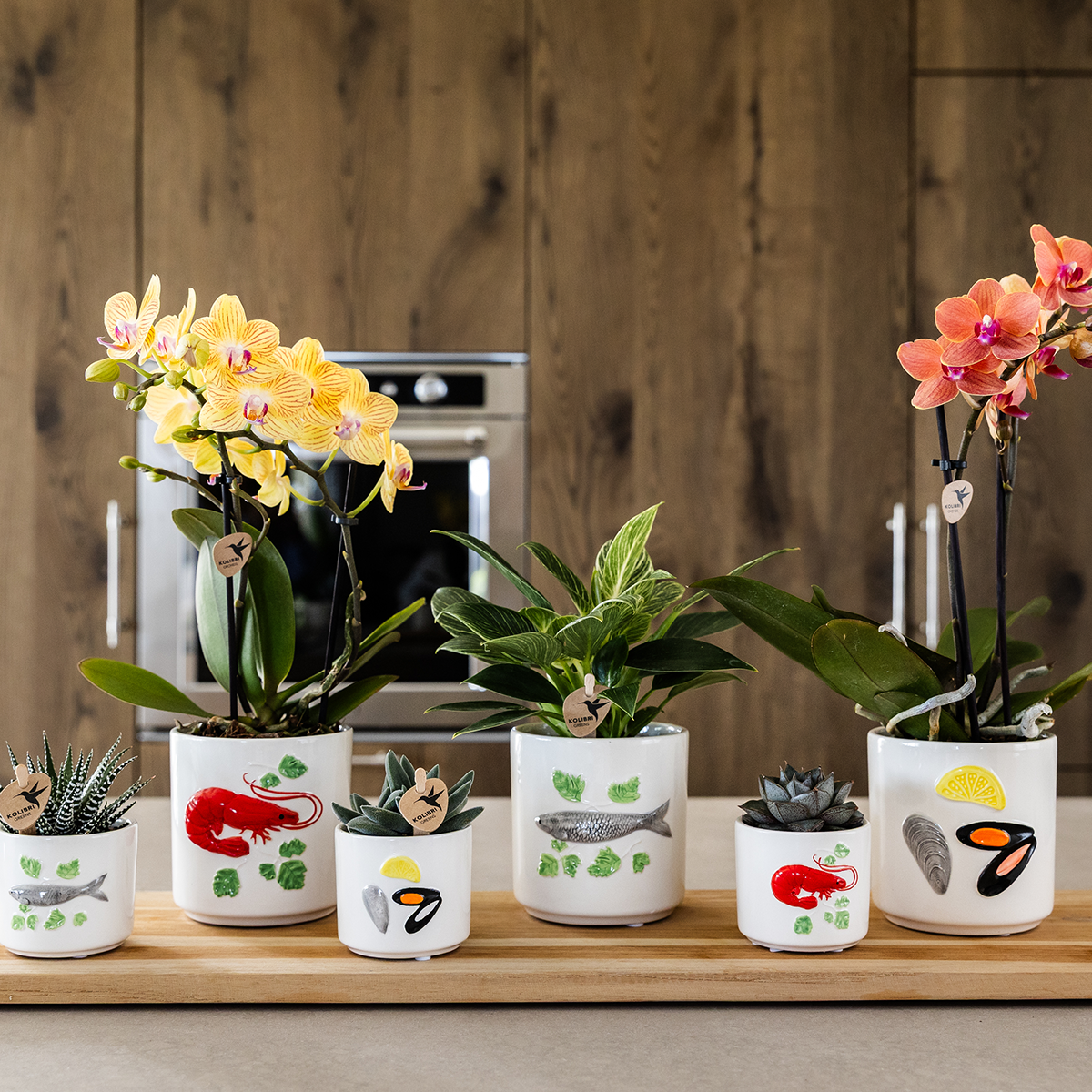 Kolibri Orchids | gele Phalaenopsis orchidee - Lima - potmaat Ø9cm | bloeiende kamerplant - vers van de kweker