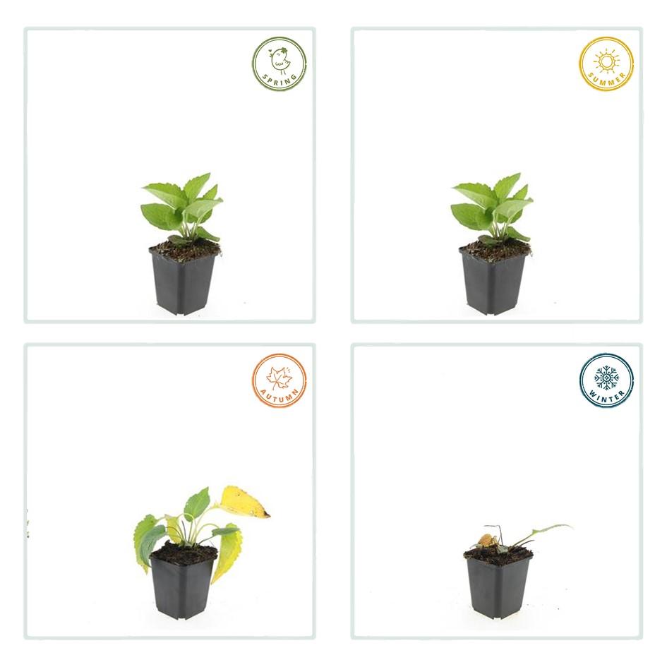 48x Zonnehoed / Rudbeckia fulgida 'Goldsturm' – ↕10cm – ⌀9 cm