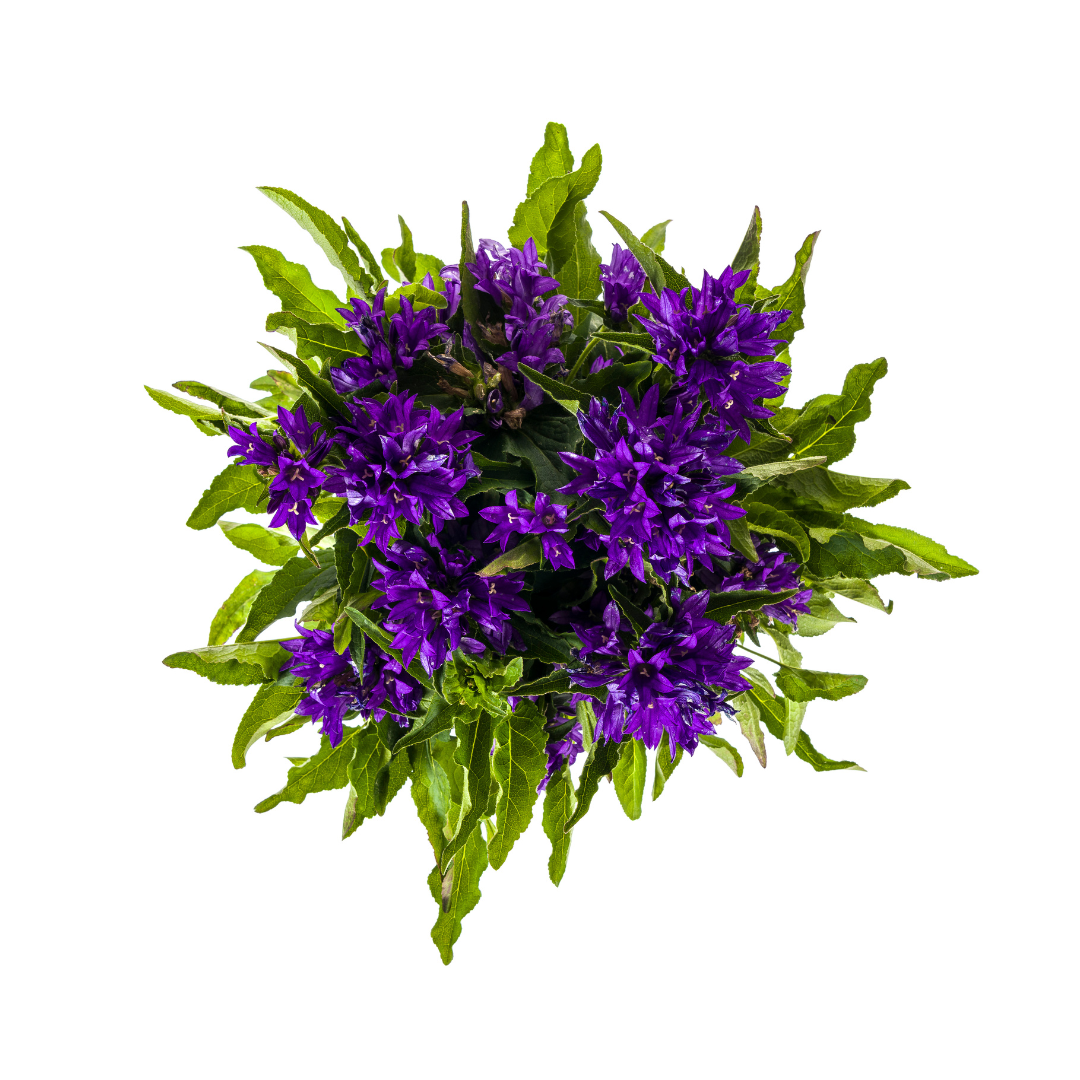Campanule agglomérée Genti Blue Ø19cm - ↕30 - 40cm