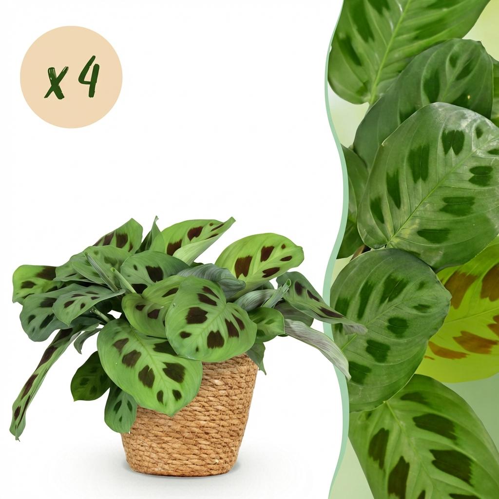 Maranta Fascinator Kerchoveana - Zebraplant - Huisdiervriendelijke Plant - Groen - 4 Planten - met Mand - Pot 12cm - Hoogte 25cm