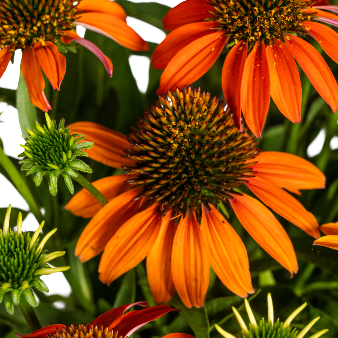 Echinacea Purpurea Orange Ø19cm - ↕60 - Ø70cm