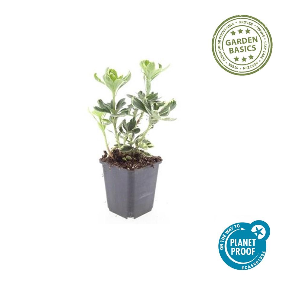 60x Pachysandra term. 'Variegata' - ↕10-25cm - Ø9cm