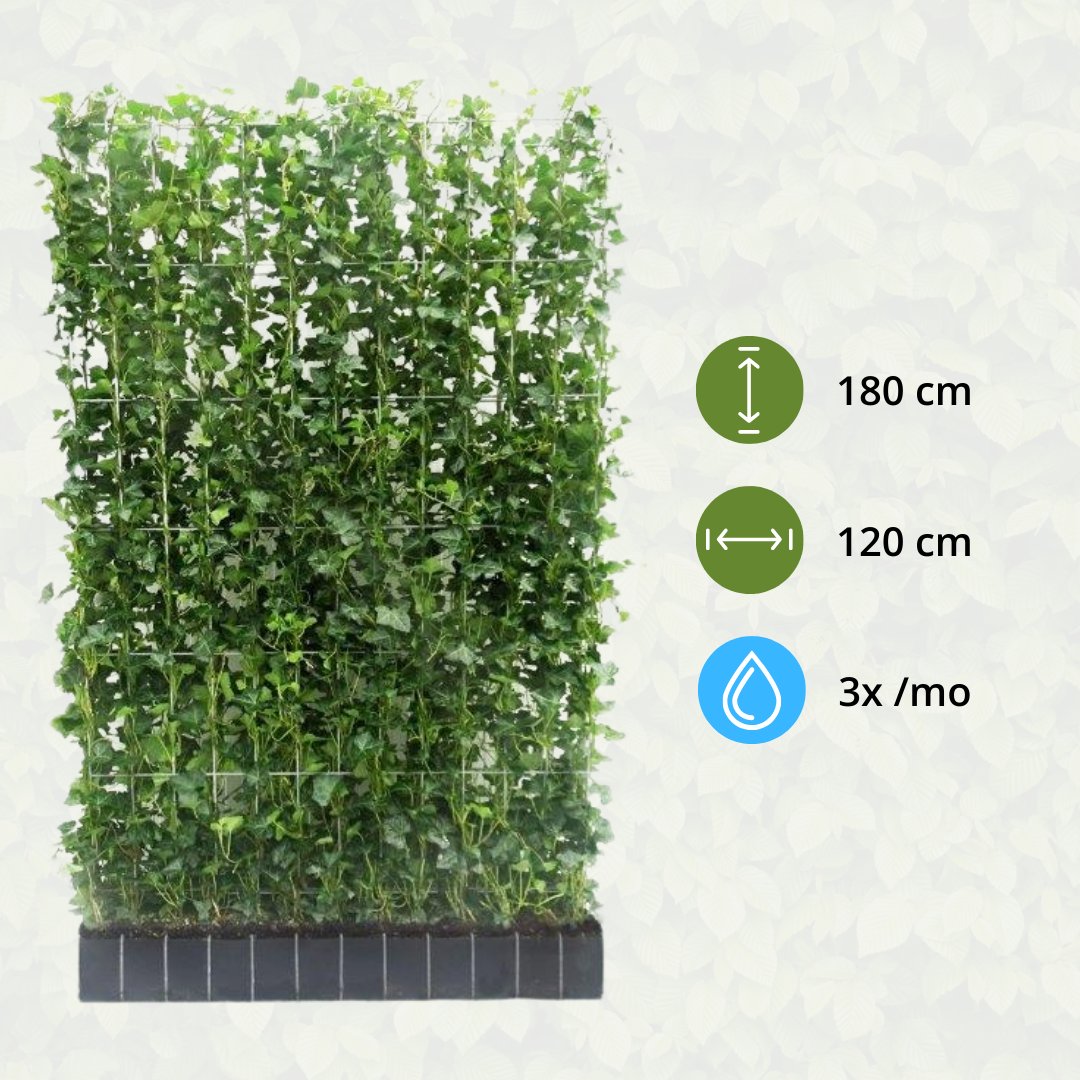 Hedera Hibernica - Klimop - Kant-en-Klaar Haag | ↔120cm - ↨180 cm