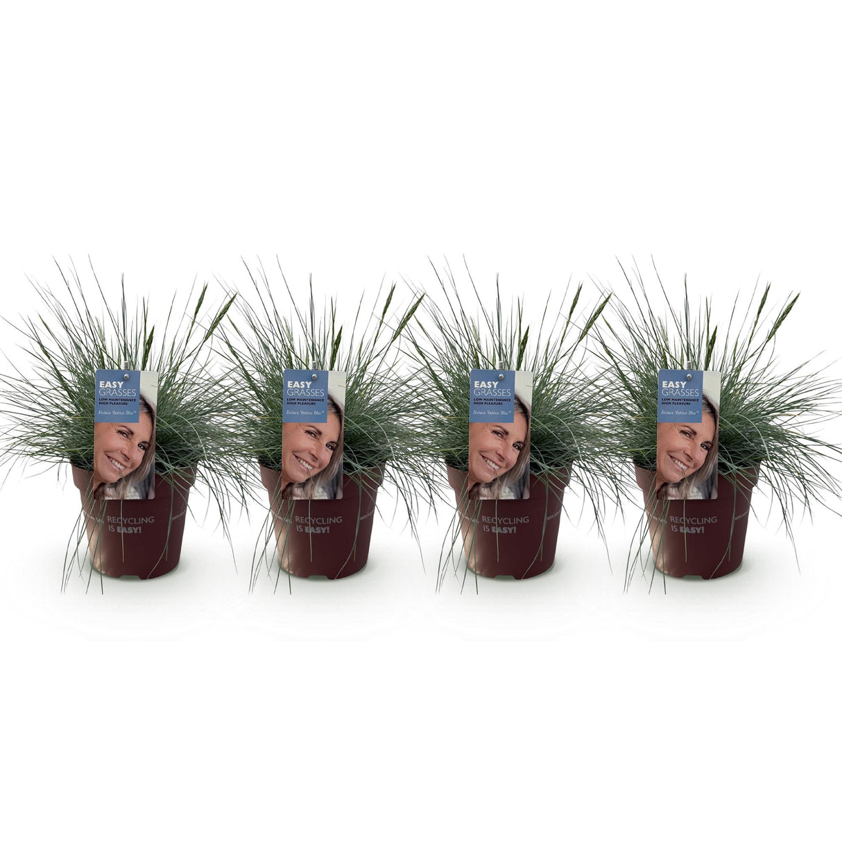 Siergrassen - Festuca glauca Intense Blue - Blauw - 4 Planten - Bladhoudend - Weinig Onderhoud - Pot 17cm Hoogte 50cm