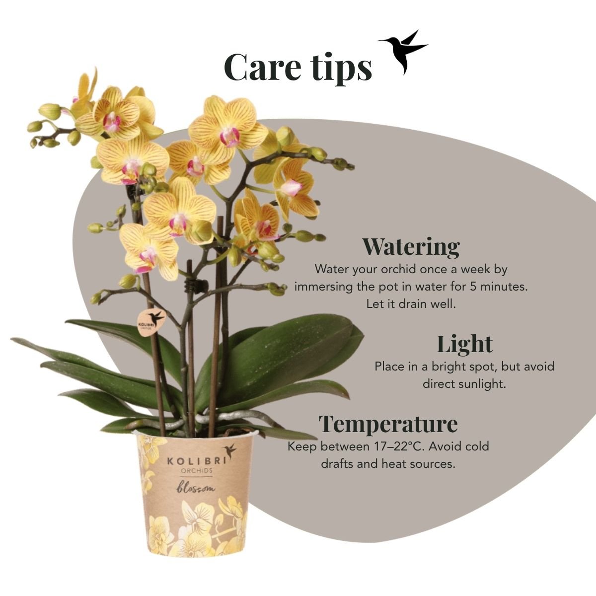 Kolibri Orchids | Gift Set Horizon Geel - Gele Phalaenopsis Orchidee Blossom Lima & Succulent