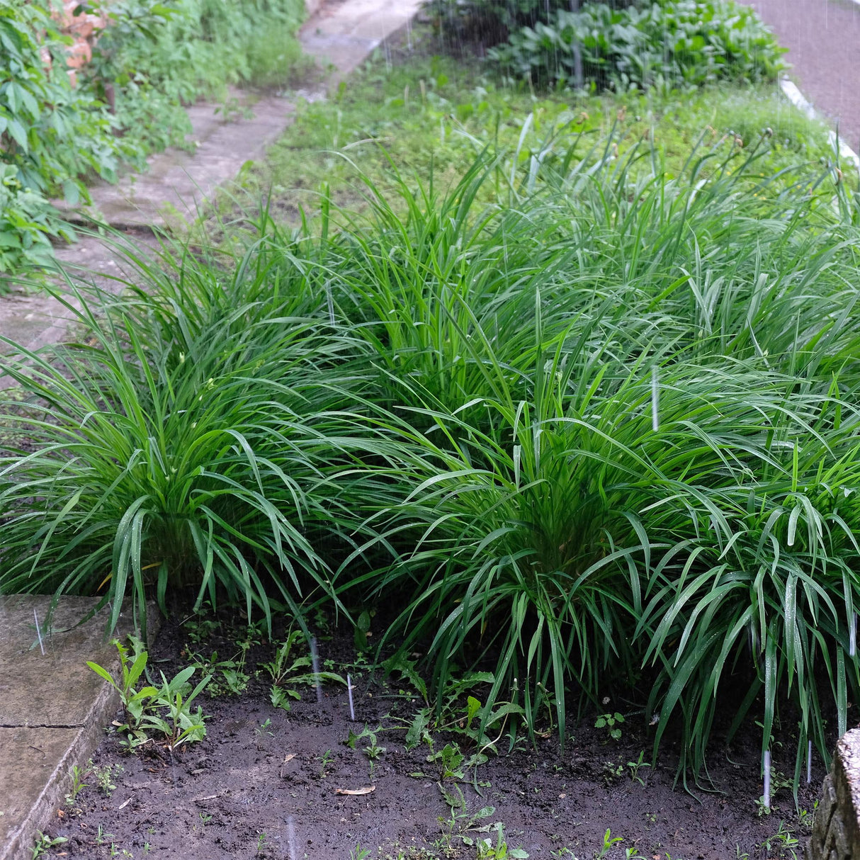 Siergrassen - Carex morrowii Irish Green - Groen & Geel - 4 Planten - Bladhoudend - Weinig Onderhoud - Pot 17cm Hoogte 50cm