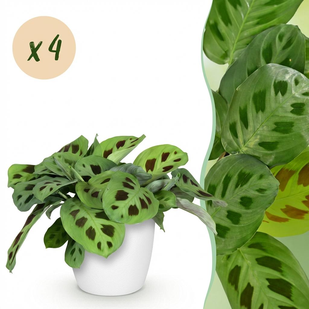 Maranta Fascinator Kerchoveana - Zebraplant - Huisdiervriendelijke Plant - Groen - 4 Planten - met Potter Wit - Pot 12cm - Hoogte 25cm