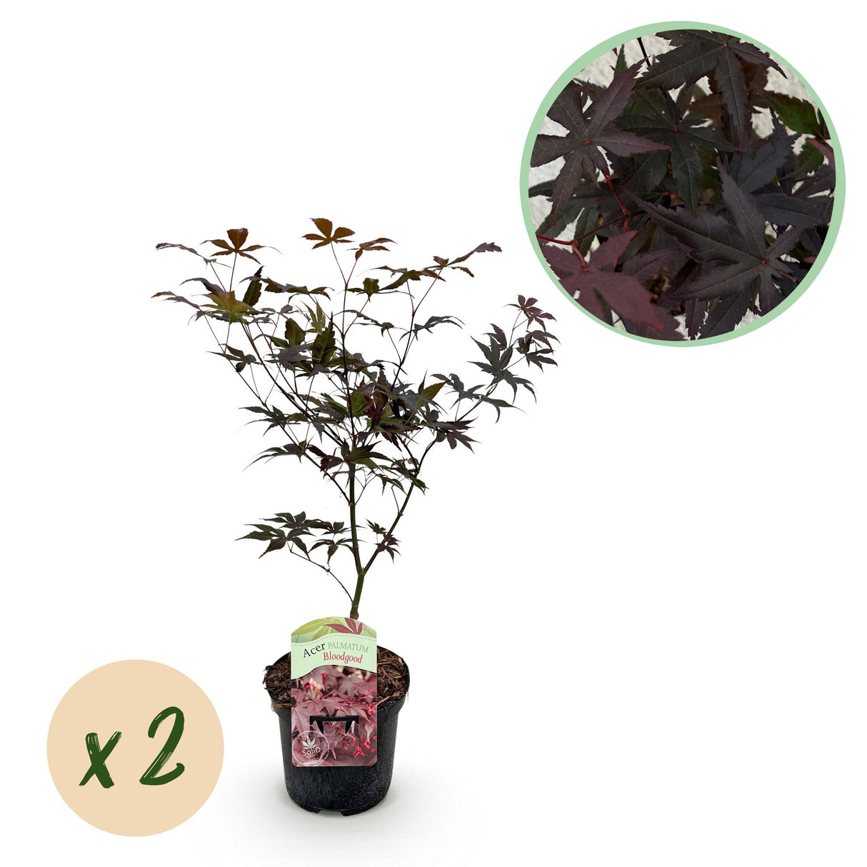 Green boutiQ - Terrasplant - Japanse Esdoorn - Acer palmatum Bloodgood - Rood - 2 Planten - Bladverliezend - Pot 19cm Hoogte 70cm