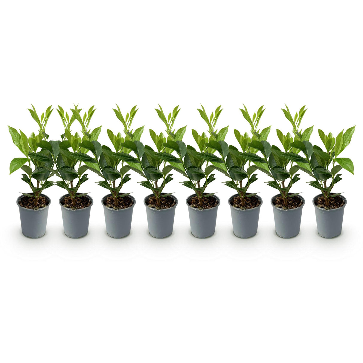 Green boutiQ - Haagplanten - Prunus laurocerasus Caucasica- blad groen - 8 planten - 1 strekkende meter - groenblijvend - pot 9cm hoogte 30-35cm