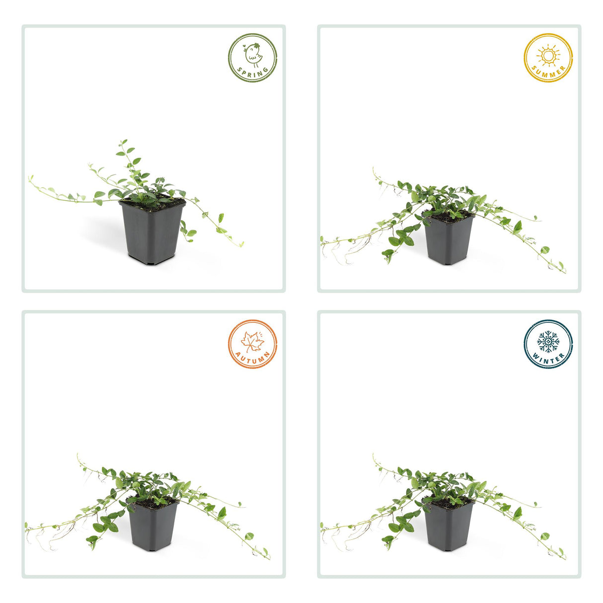 48x Vinca minor 'Alba' - ↕10-25cm - Ø9cm