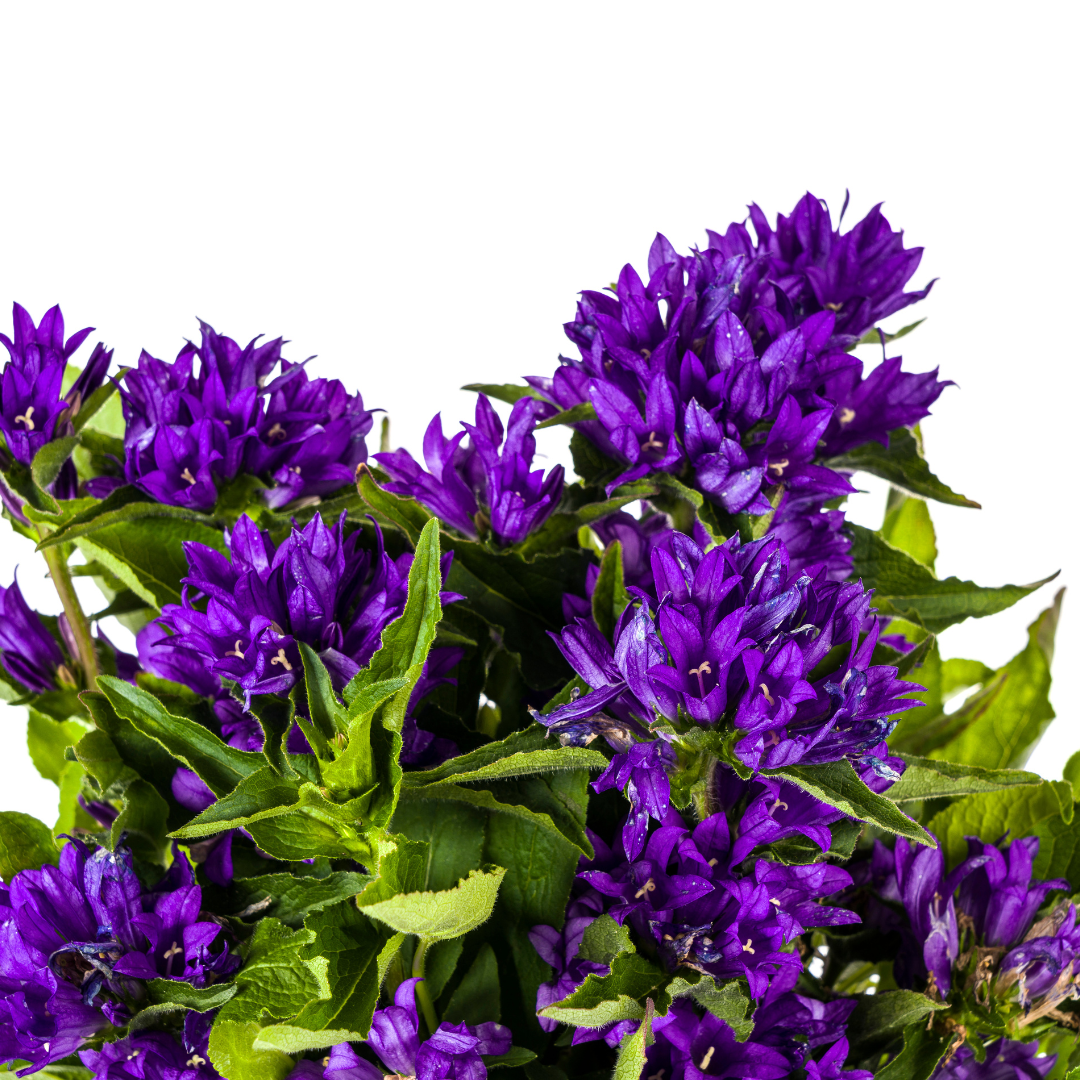 Campanule agglomérée Genti Blue Ø19cm - ↕30 - 40cm