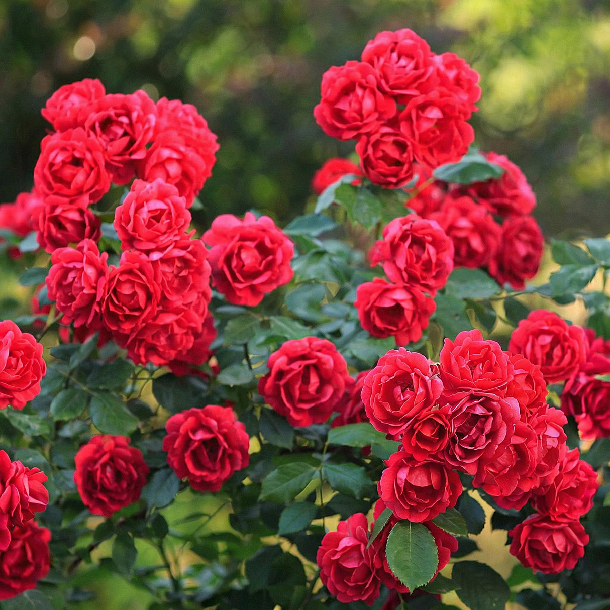 Green boutiQ - Tuin Roos - Rosa Rote The Fairy - Roos - Winterhard - Rood - 3 Planten - Pot 12cm - Hoogte Hoogte 20-25cm
