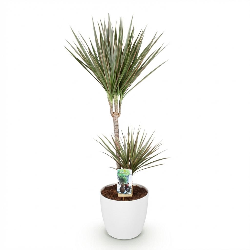 Dracaena Marginata Bicolor - Drakenbloedboom - Weinig onderhoud - Groen - 1 Plant - met Potter Wit - Pot 21cm - Hoogte 90-100cm