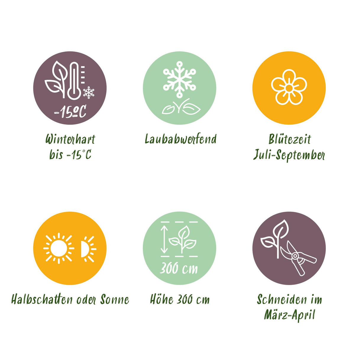 Green boutiQ - Tuinplant - Hibiscus syriacus Woodbridge - Tuin Hibiscus - Winterhard - Roze - 3 Planten - Pot 17cm - Hoogte 45cm