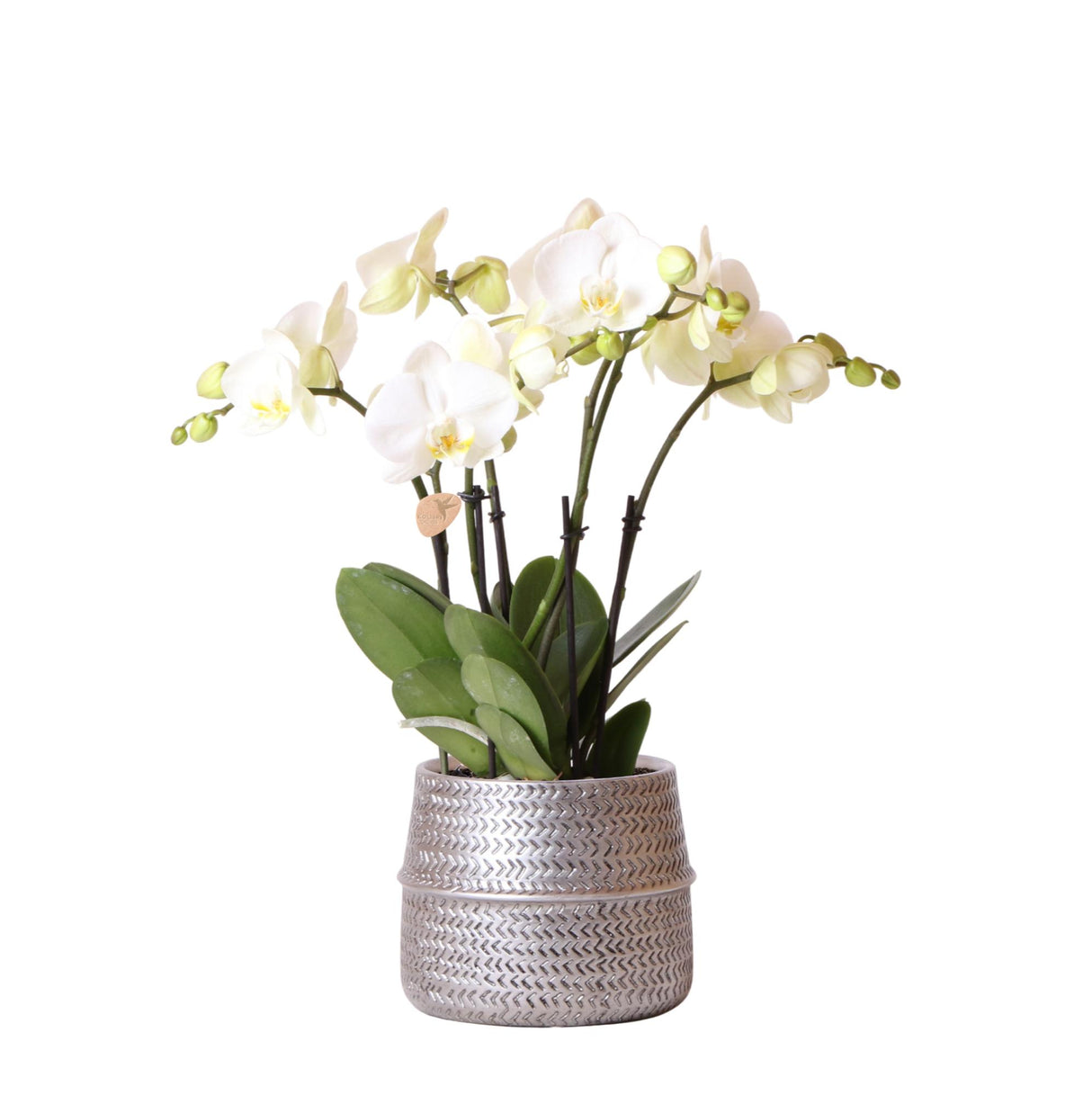 Kolibri Orchids | Witte phalaenopsis Ghent orchidee in Groove sierpot zilver - potmaat Ø12cm | bloeiende kamerplant in bloempot - vers van de kweker
