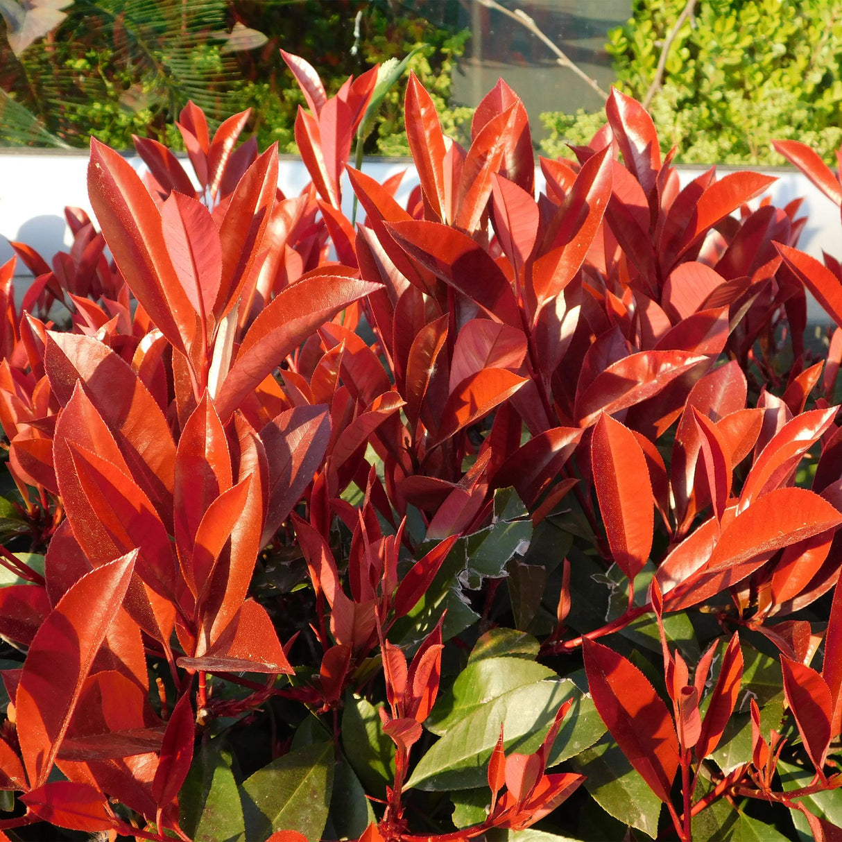 Green boutiQ - Haagplanten - Photinia fraseri Red Robin - groen rood - 6 planten - 1 strekkende meter - groenblijvend - pot 17cm hoogte 50cm