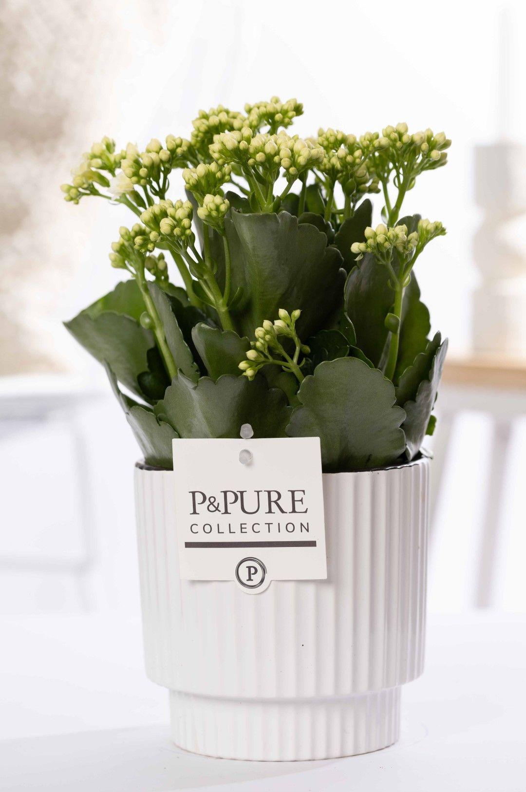 Kalanchoe White In P&PURE Ivy Ceramics Green - Ø12cm - ↕27cm