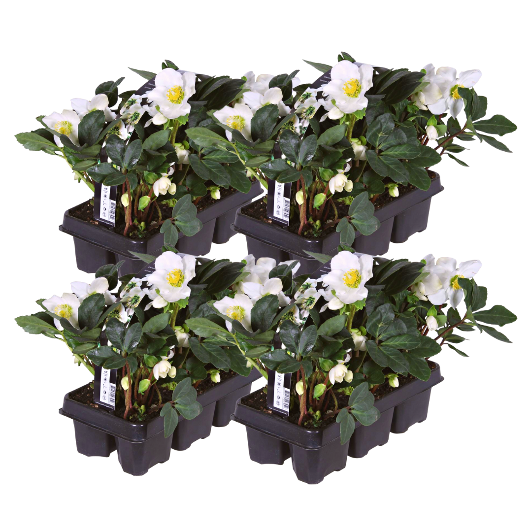 Helleborus niger « Christmas Carol » – Lot de 24 roses de Noël (4 x Sixpack)