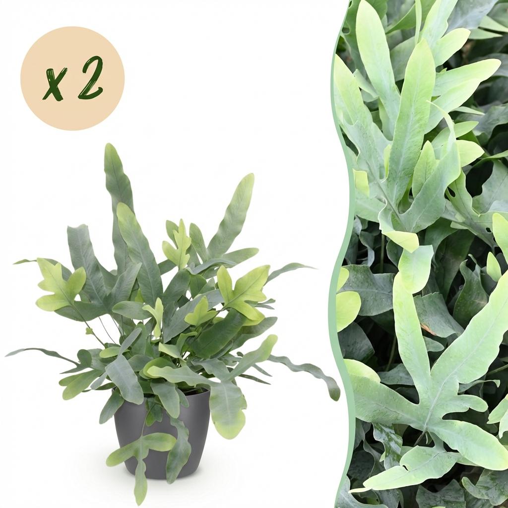 Phlebodium aureum Blue Star - Blauwe Varen - Huisdiervriendelijke Plant - Blauw - 2 Planten - met Potter Grijs - Pot 12cm - Hoogte 25cm