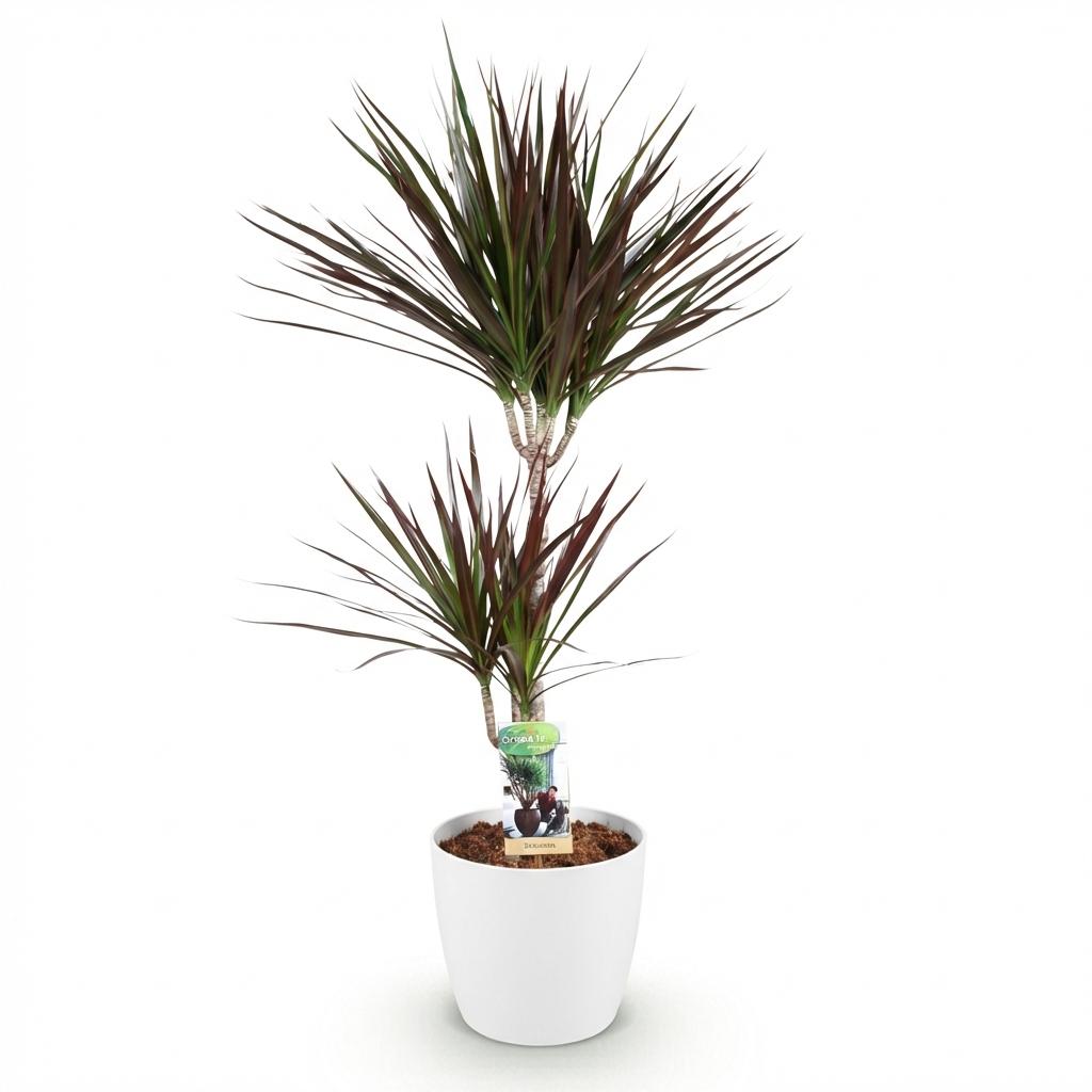 Dracaena Magenta - Drakenbloedboom - Weinig onderhoud - Groen - 1 Plant - met Potter Wit - Pot 21cm - Hoogte 90-100cm