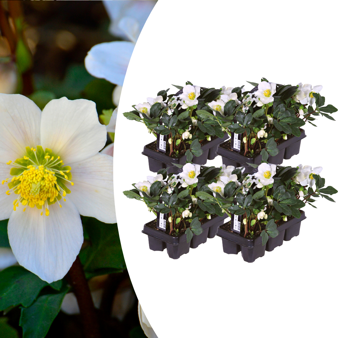 Helleborus niger « Christmas Carol » – Lot de 24 roses de Noël (4 x Sixpack)
