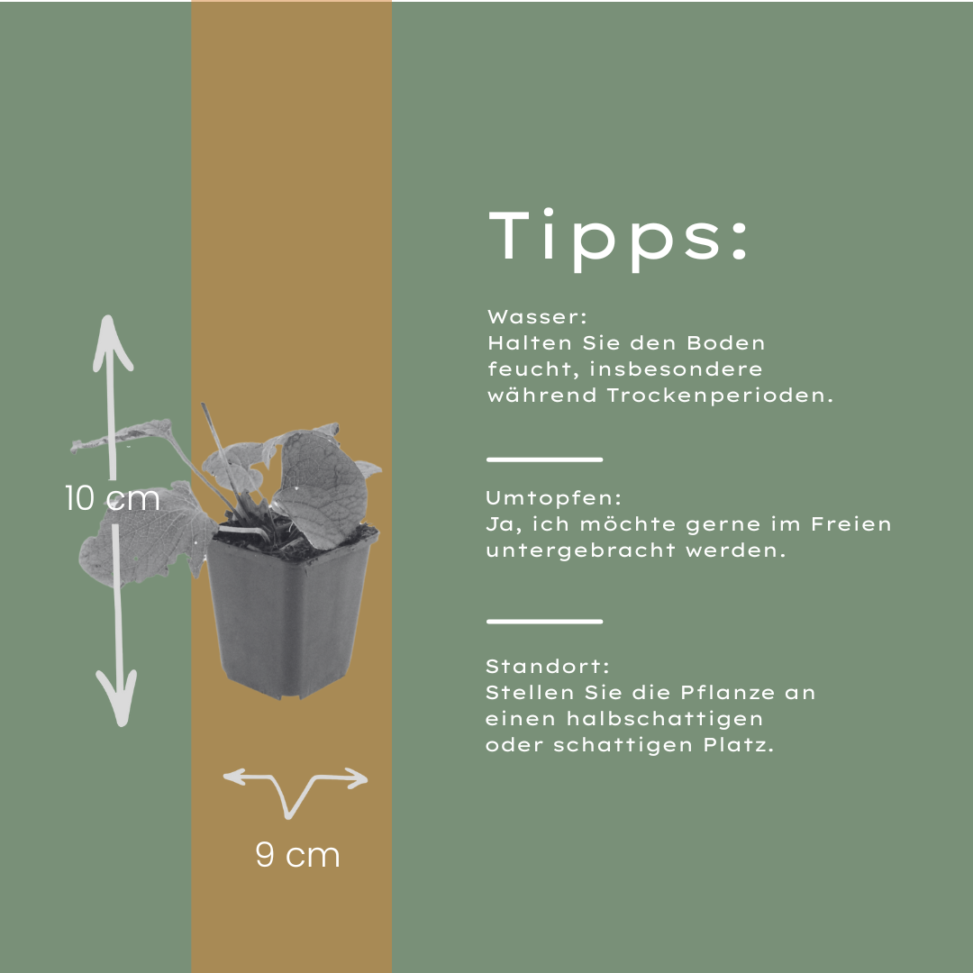 12x Brunnera macrophylla - ↕10-25cm - Ø9cm