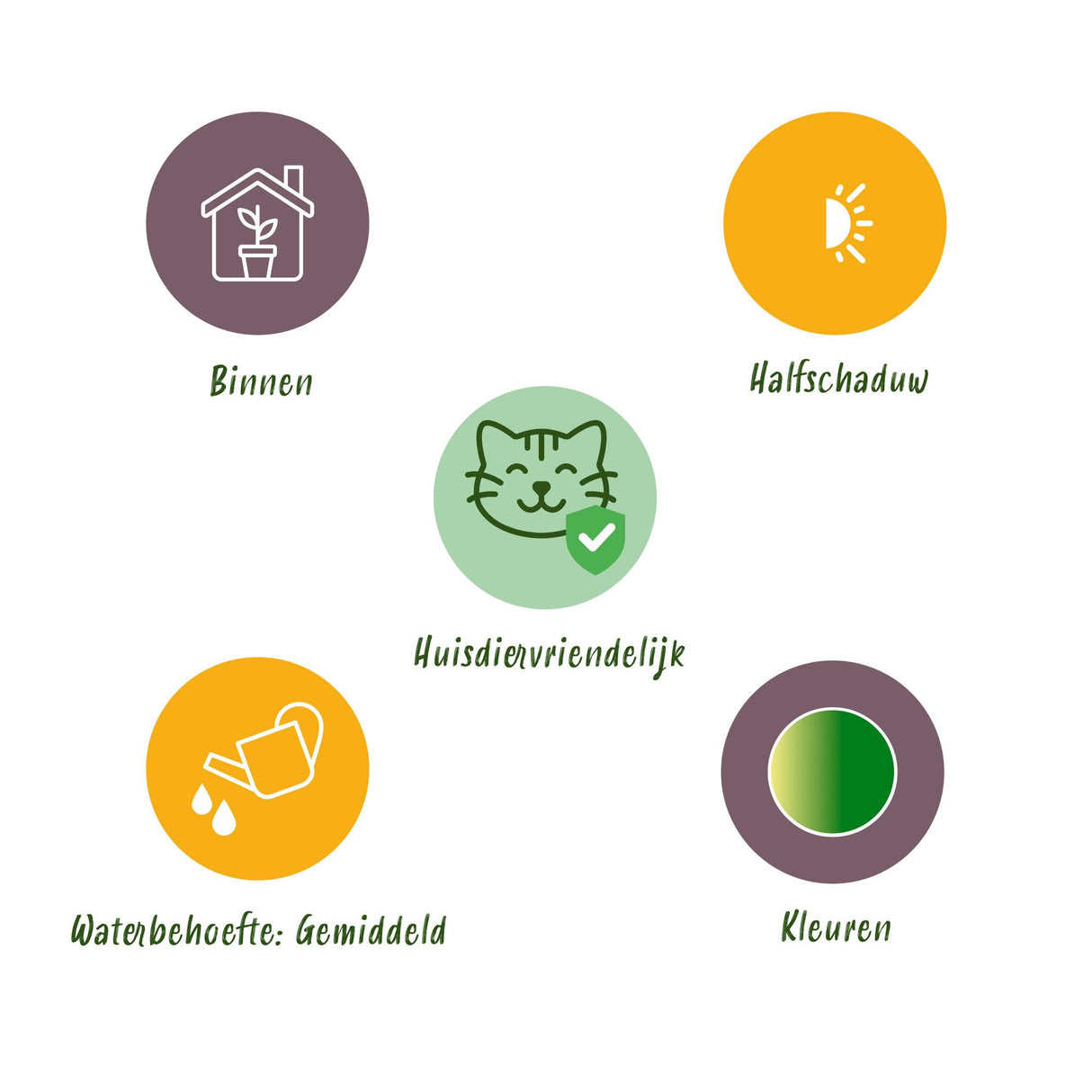 Pteris cretica Albolineata - Lintvaren - Huisdiervriendelijke Plant - Groen - 2 Planten - met Potter Grijs - Pot 12cm - Hoogte 20cm