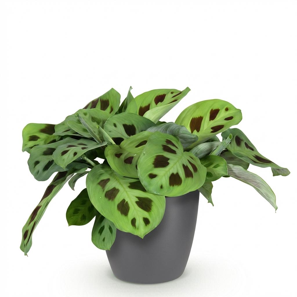 Maranta Fascinator Kerchoveana - Zebraplant - Huisdiervriendelijke Plant - Groen - 1 Plant - met Potter Grijs - Pot 12cm - Hoogte 25cm