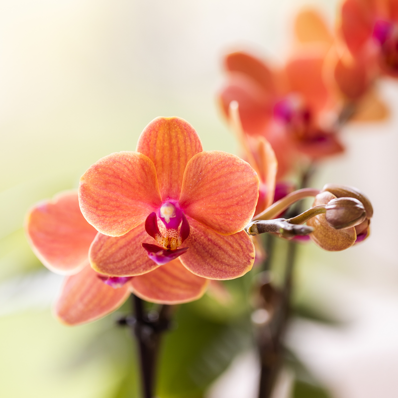 Giftset Leopard | Bolzano orchidee oranje Ø9cm + groene plant Ø6cm – incl. leopard sierpotten & zwart dienblad – vers van de kweker