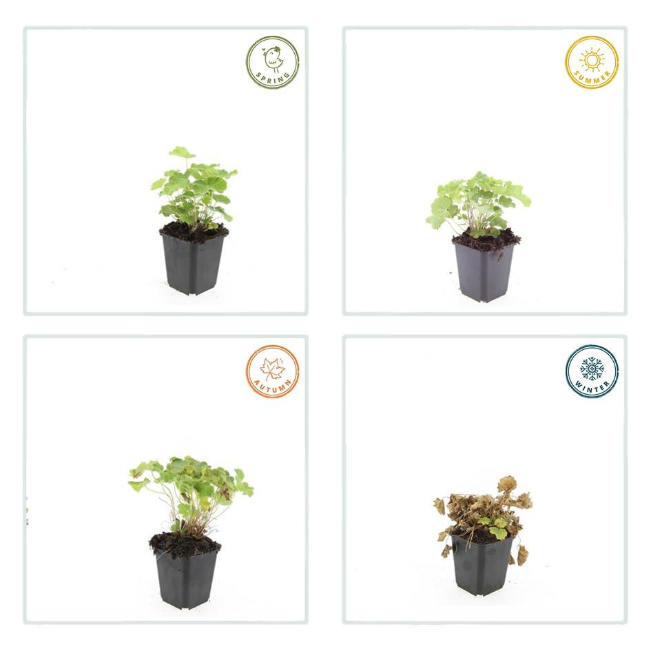 24x Alchemilla mollis - ↕10-25cm - Ø9cm