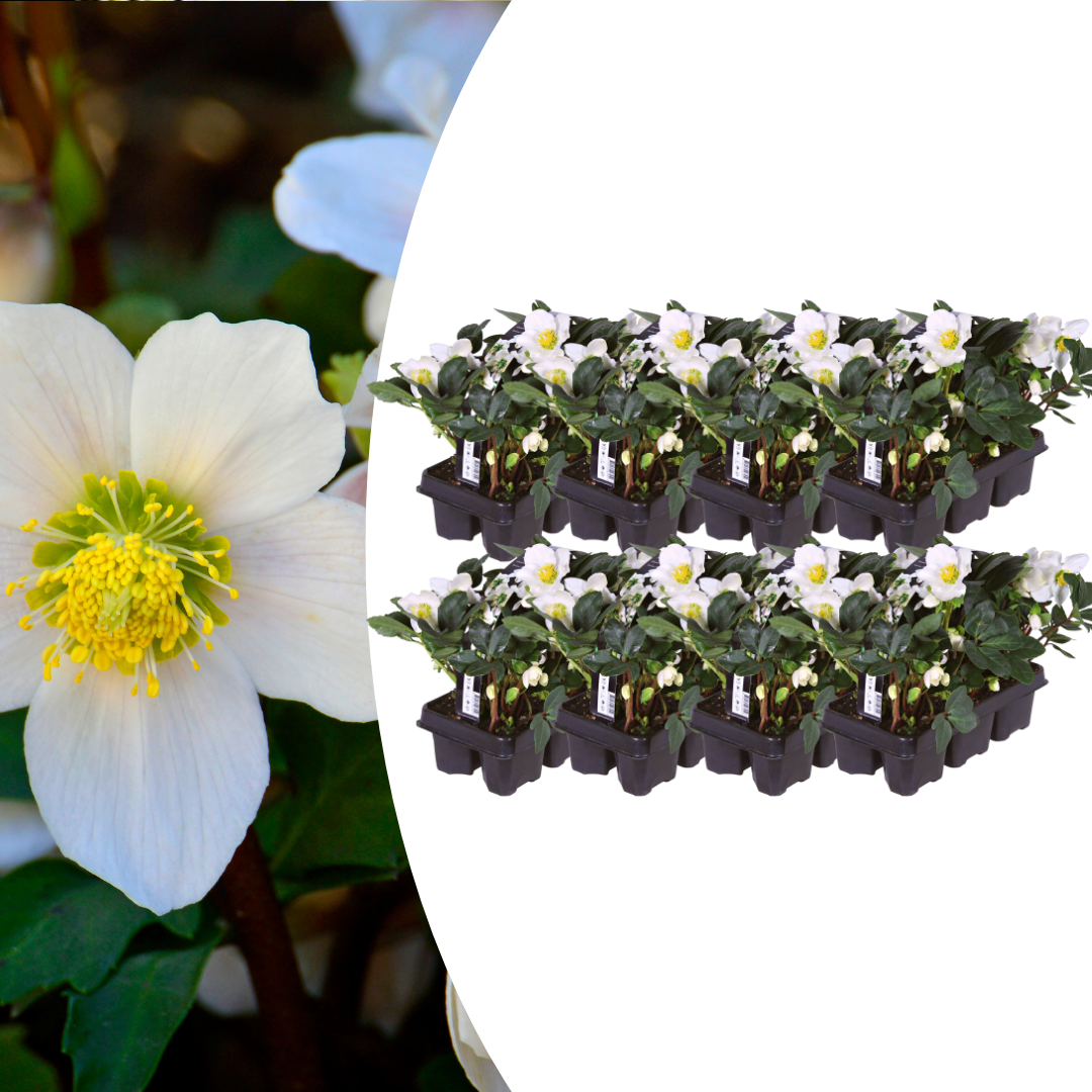 Helleborus niger ‘Christmas Carol’ – Set van 48 Kerstrozen (8 x Sixpack)