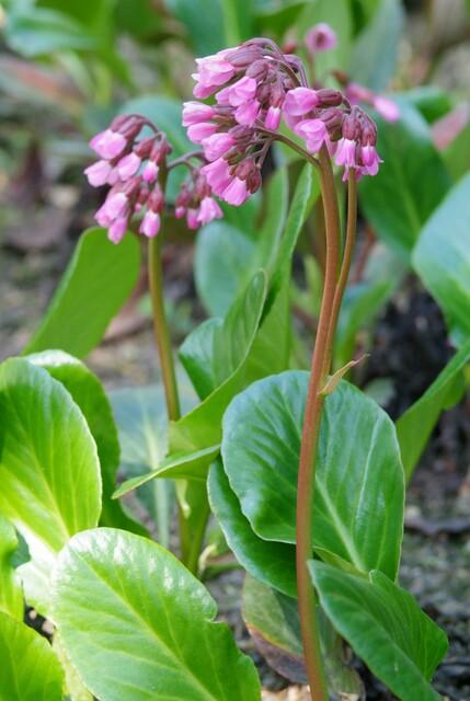 60x Bergenia cordifolia 'Herbstblüte' - ↕10-25cm - Ø9cm
