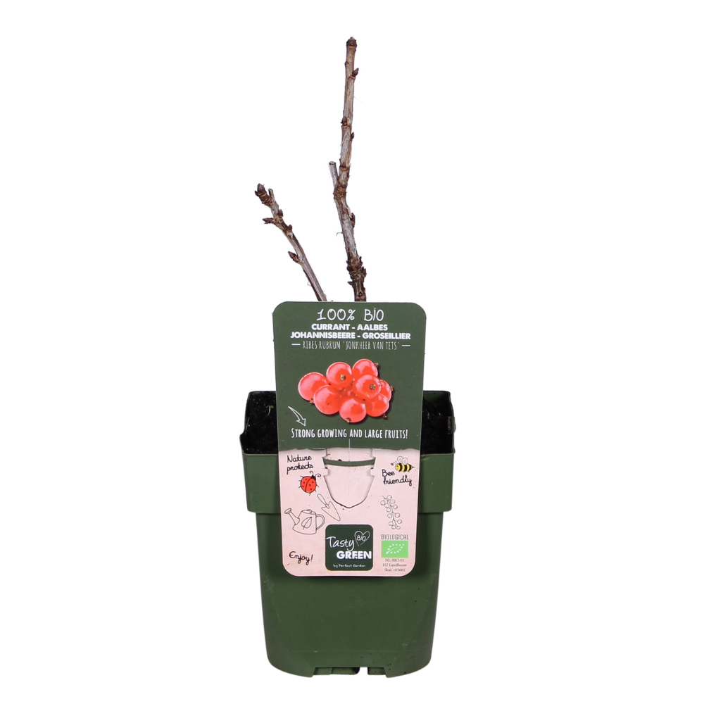 Ribes rubrum 'Jonkheer van Tets' - Aalbes - ↕45cm - Ø13cm