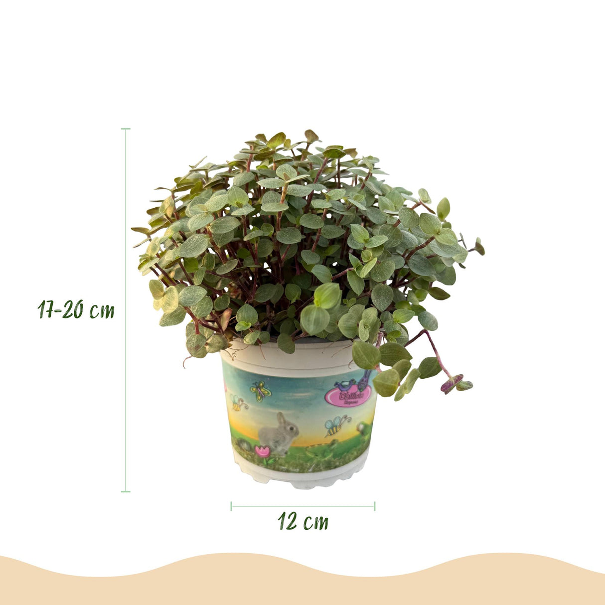 Calissia repens - Kattengras - Huisdiervriendelijk - Groen - 4 Planten - met Potter Grijs - Pot 12cm - Hoogte 17-20cm
