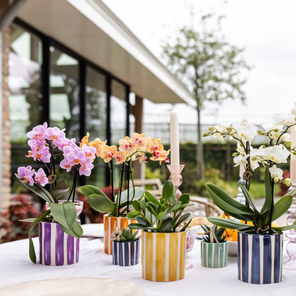 Kolibri Orchids | oranje Phalaenopsis orchidee potmaat Ø9cm | Jamaica | bloeiende kamerplant - vers van de kweker