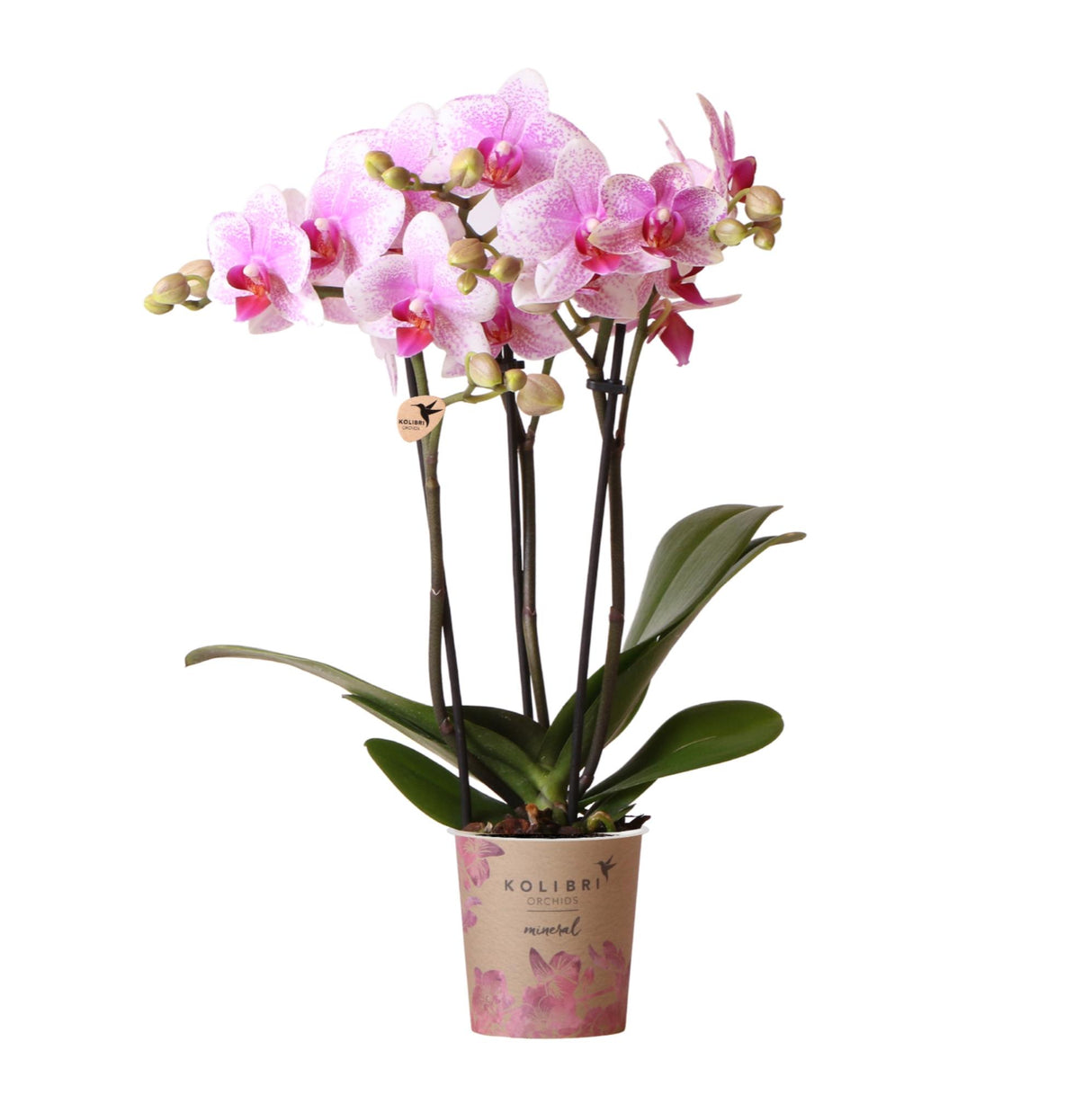Kolibri Orchids | roze Phalaenopsis orchidee potmaat Ø9cm | Rotterdam | bloeiende kamerplant - vers van de kweker
