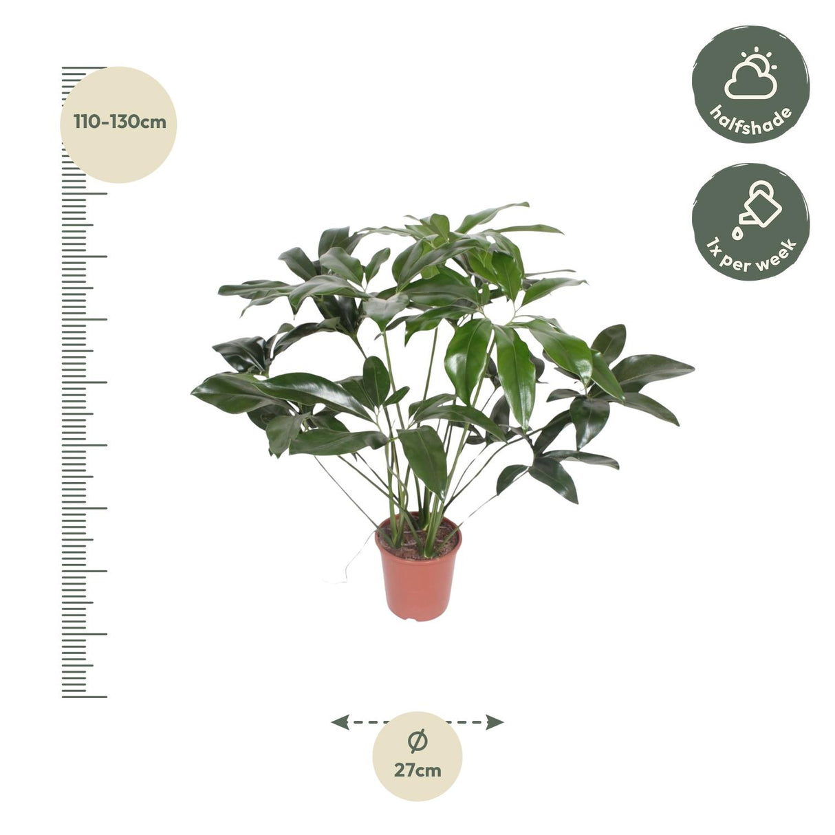 Philodendron Green Wonder - 120 cm - ø24
