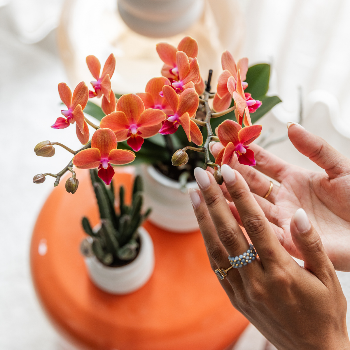 Kolibri Orchids | COMBI DEAL van 4 oranje Phalaenopsis orchideeën - Bolzano - potmaat Ø9cm | bloeiende kamerplant - vers van de kweker