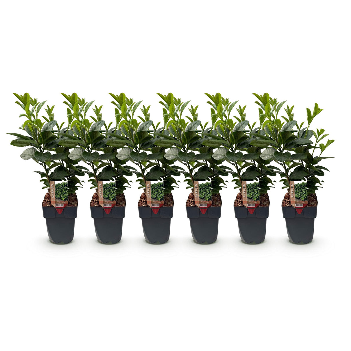 Green boutiQ - Haagplanten - Prunus laurocerasus Etna - blad groen - 6 planten - 1 strekkende meter - groenblijvend - pot 17cm hoogte 50cm