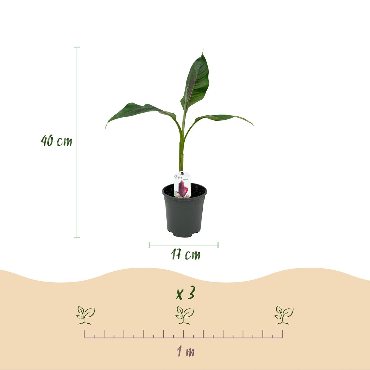 Green boutiQ - Fruitplant - Bananen plant - Musa sikkemensis Red Tiger - Winterhard - 6 planten - Pot 17cm Hoogte 40cm