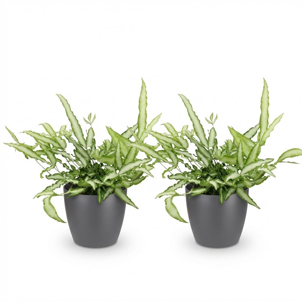 Pteris cretica Albolineata - Lintvaren - Huisdiervriendelijke Plant - Groen - 2 Planten - met Potter Grijs - Pot 12cm - Hoogte 20cm